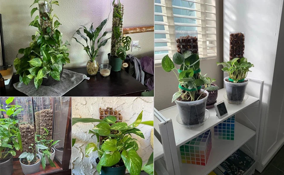 Moss Pole Plastic Plant Stand