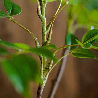 Fake Lacquer Tree Plastic Banyan Plants