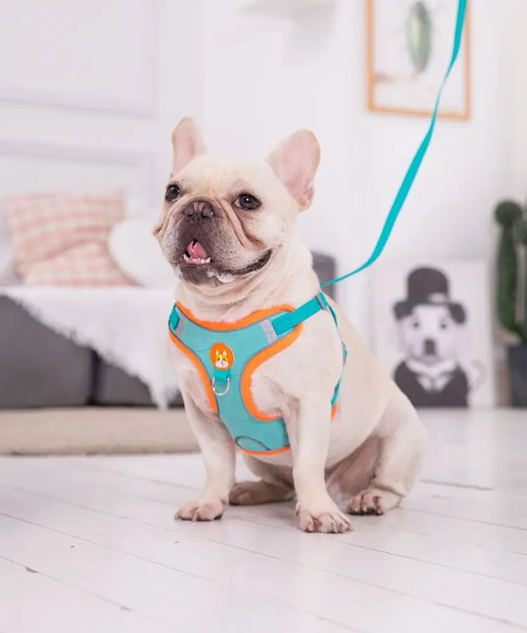 Adjustable No Pull Pet Reflective Harness Leash Set