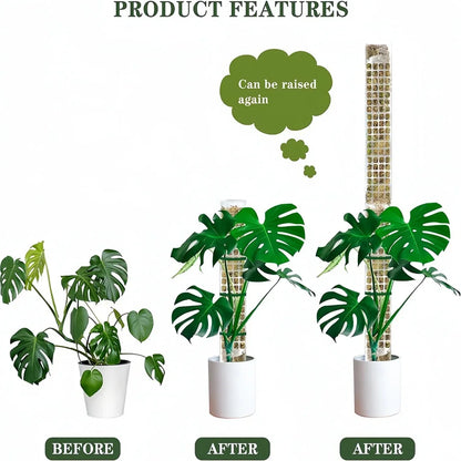 Moss Pole Plastic Plant Stand