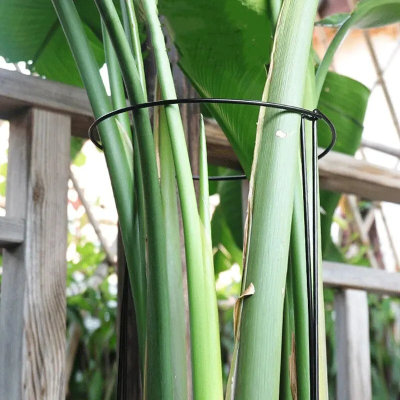 6pcs Tall Plant Support Stakes