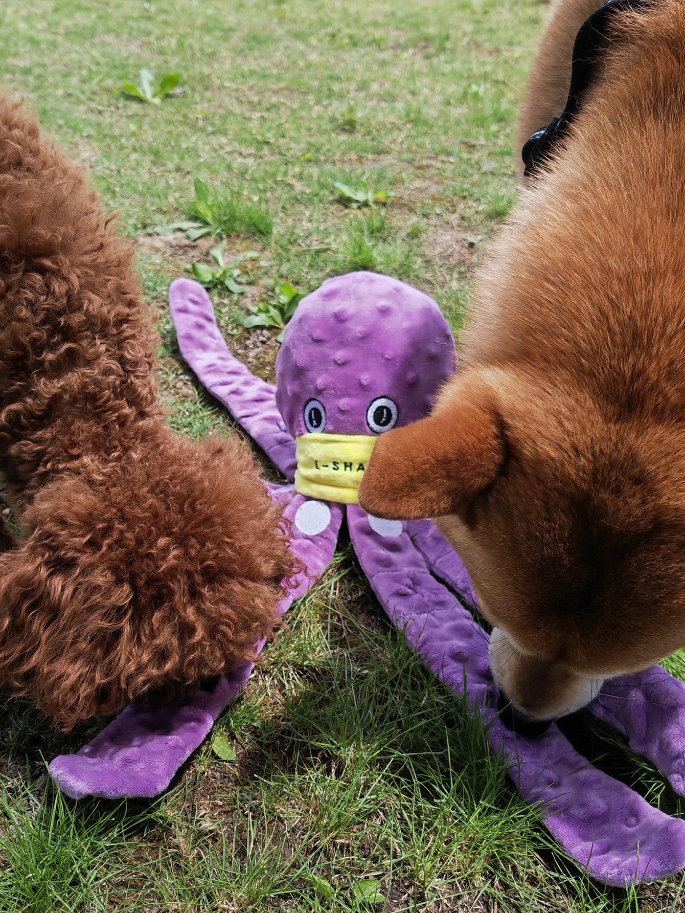 Valentine's Day Pet Dog Enrichment Toys